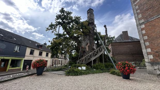 Chêne d’Allouville