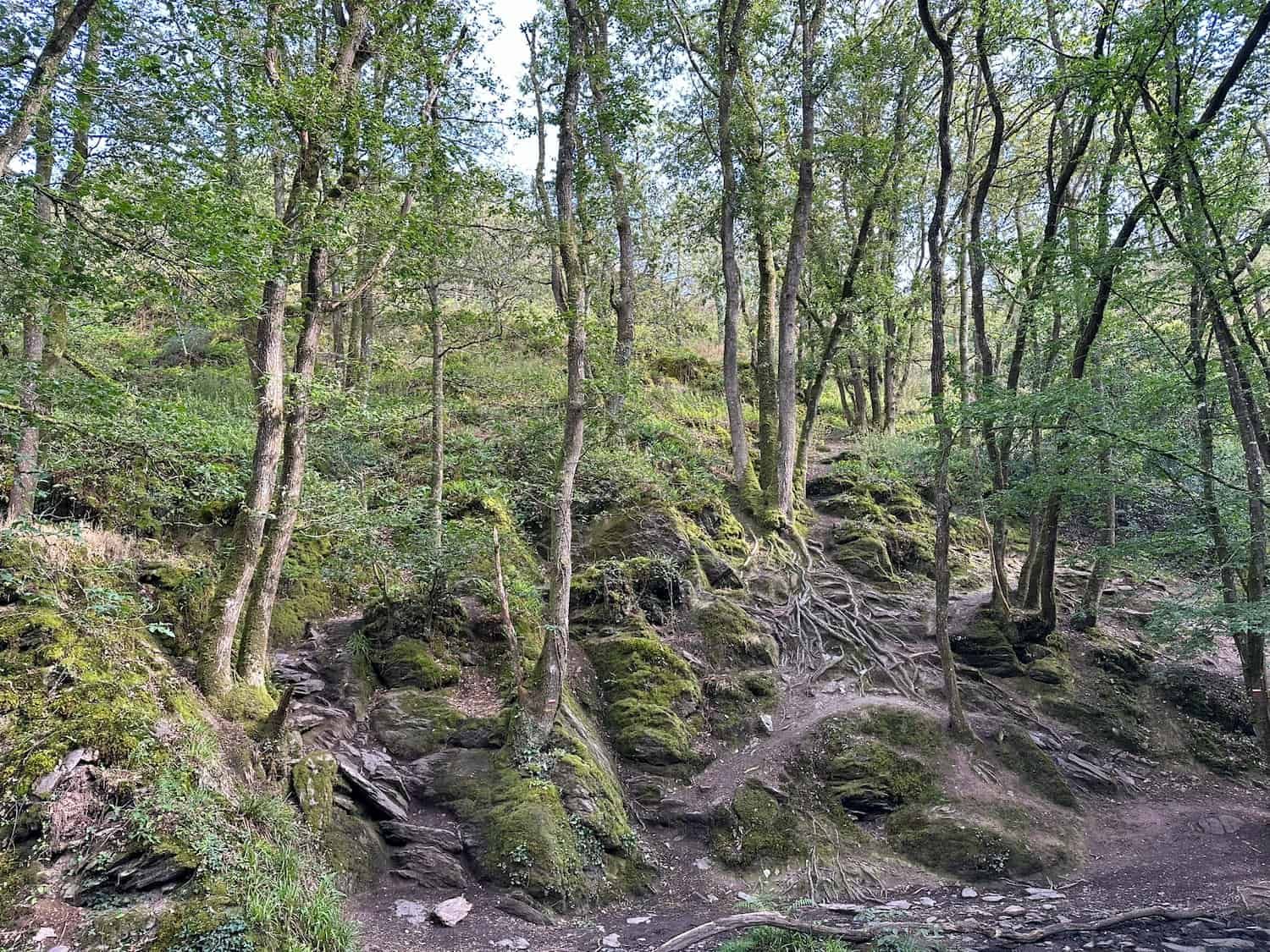 Foresta di Paimpont