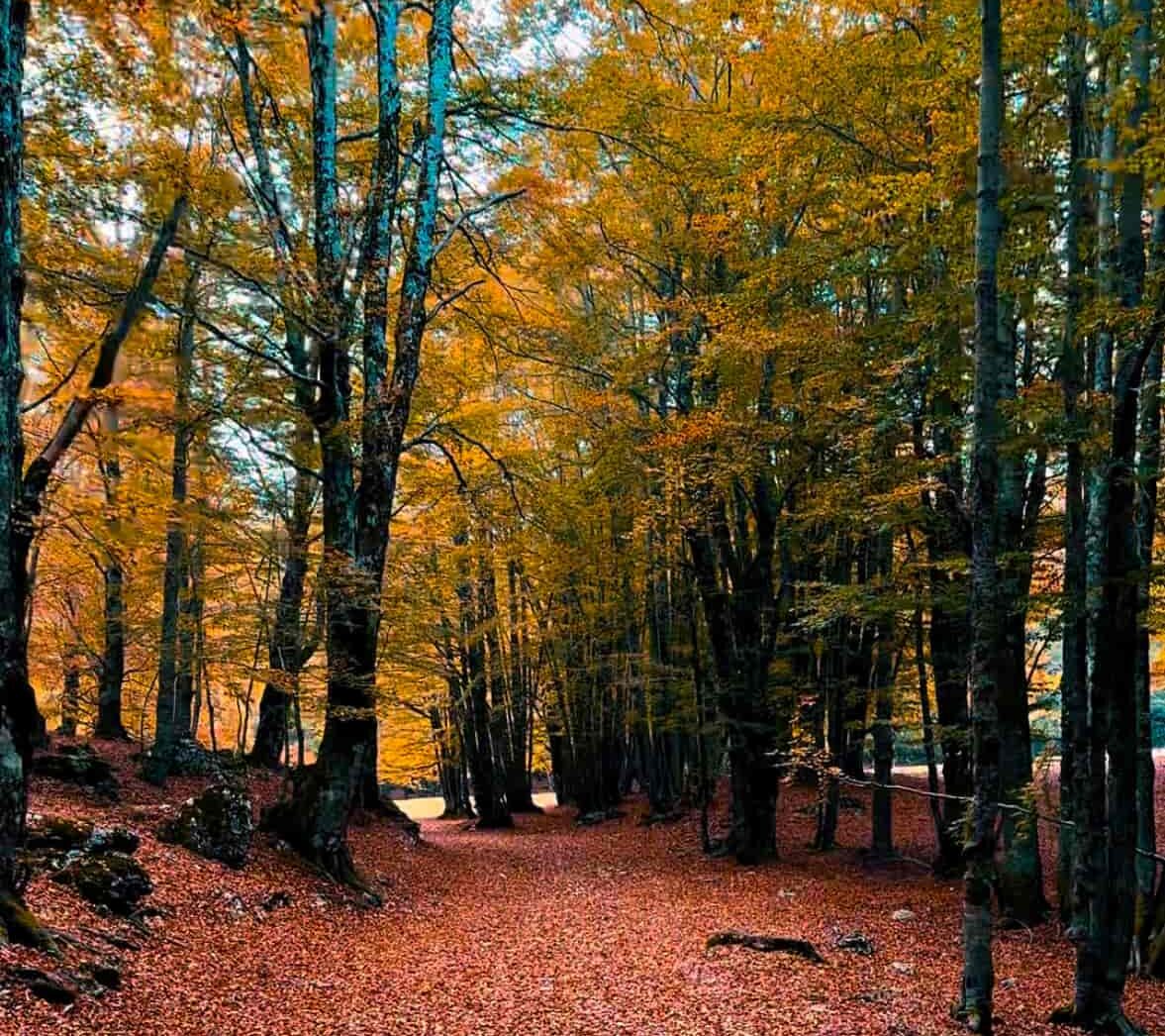 Foliage Monte Livata